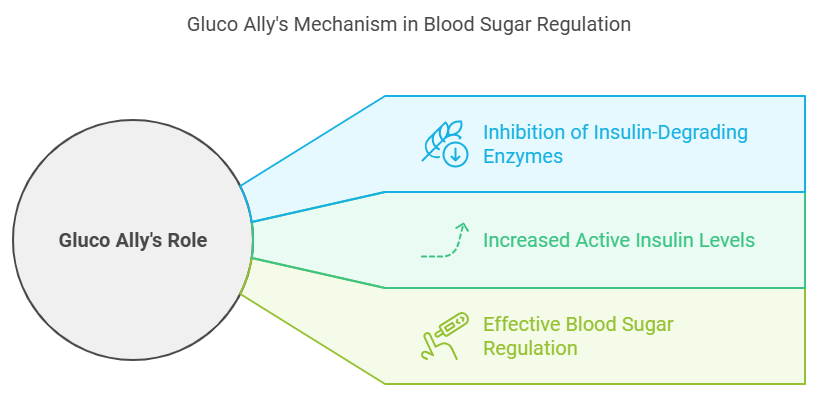 Gluco Ally's Mechanism in Blood Sugar Regulation